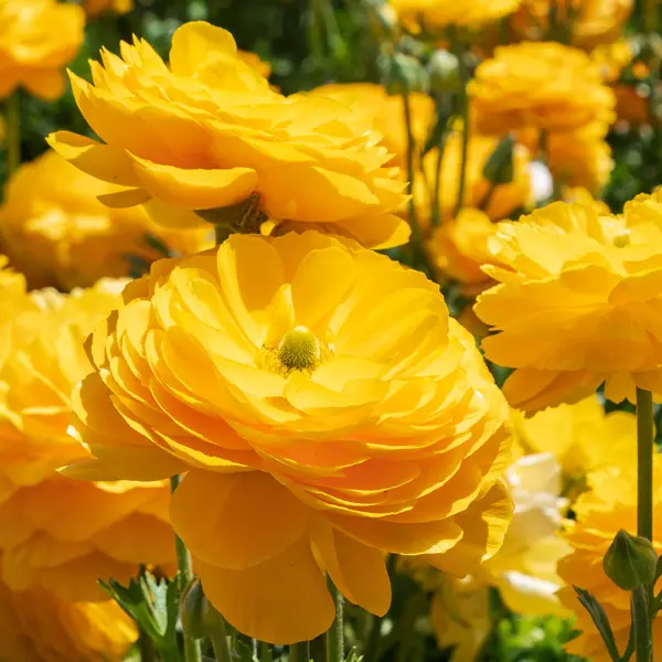 Ranunculi Yellow Ranunculi Yellow