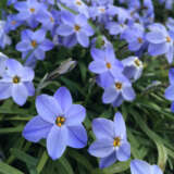 Tritelia Spring Star Dark Blue Tritelia Spring Star Dark Blue