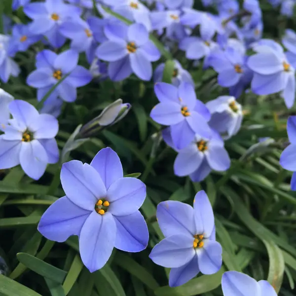 Tritelia Spring Star Dark Blue Tritelia Spring Star Dark Blue