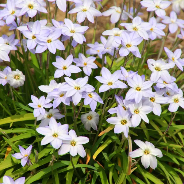 Spring Star Light Blue 50pk Spring Star Light Blue 50pk
