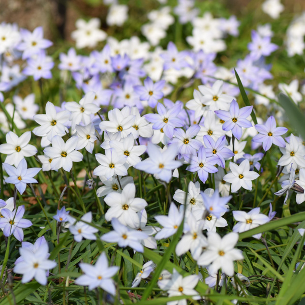 Tritelia Spring Star Mixed – Pre-Order Tritelia Spring Star Mixed – Pre-Order