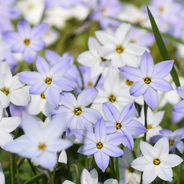 Spring Star Mixed 50pk Spring Star Mixed 50pk