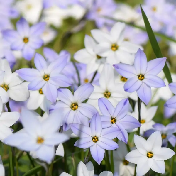 Spring Star Mixed 50pk Spring Star Mixed 50pk