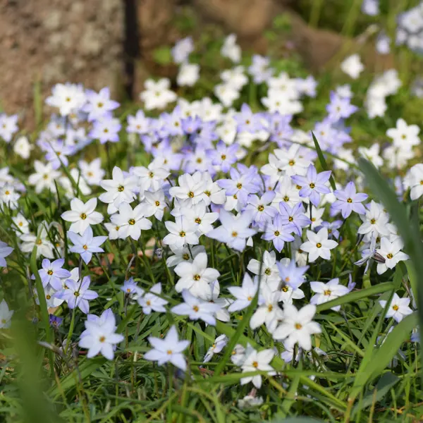 Planting Stock Spring Star Mixed