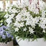 Spring Star White 17 - Garden Express Australia