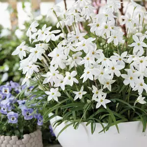 Tritelia Spring Star White Tritelia Spring Star White