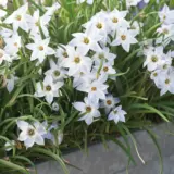 Tritelia Spring Star White Tritelia Spring Star White