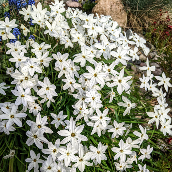 Tritelia Spring Star White Tritelia Spring Star White