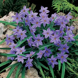 Tritelia Spring Star Dark Blue Tritelia Spring Star Dark Blue