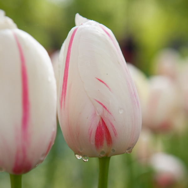 Tulip Camargue