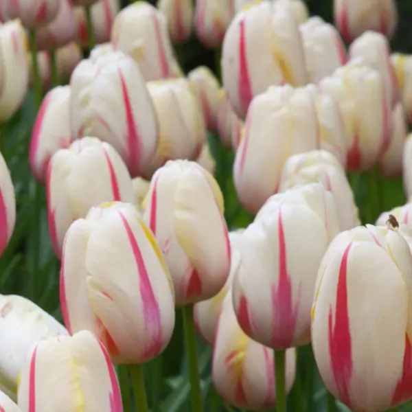 Tulip Camargue Tulip Camargue
