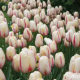 Tulip Camargue Tulip Camargue