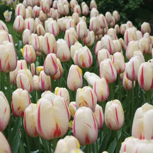 Tulip Camargue Tulip Camargue