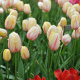 Tulip Camargue