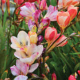 Tritonia Pastel Mixed