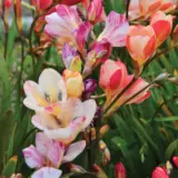 Tritonia Pastel Mixed Tritonia Pastel Mixed
