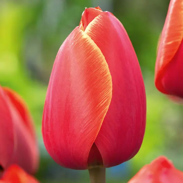 Tulip Ad Rem
