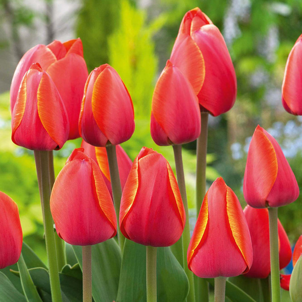 Tulip Ad Rem Tulip Ad Rem