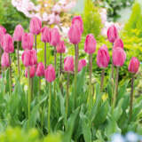 Tulip Barcelona – Pre-Order Tulip Barcelona – Pre-Order