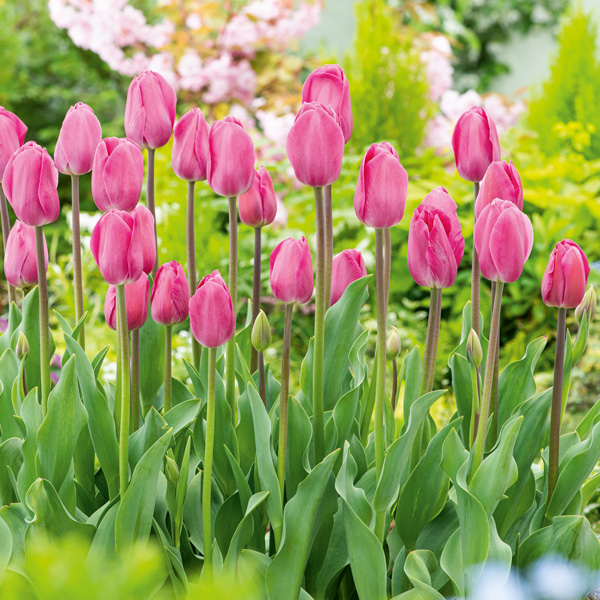 Tulip Barcelona – Pre-Order Tulip Barcelona – Pre-Order