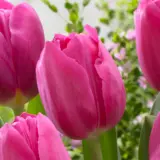 Tulip Barcelona – Pre-Order Tulip Barcelona – Pre-Order