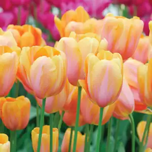 Tulip Dordogne Tulip Dordogne