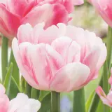 Tulip Foxtrot Tulip Foxtrot