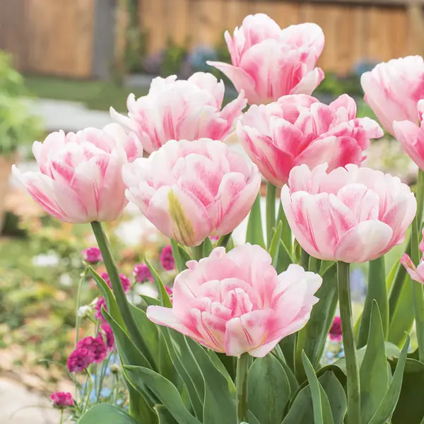 Tulip Foxtrot Tulip Foxtrot