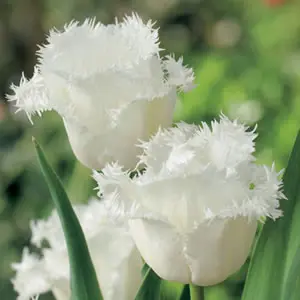Tulip Honeymoon Tulip Honeymoon
