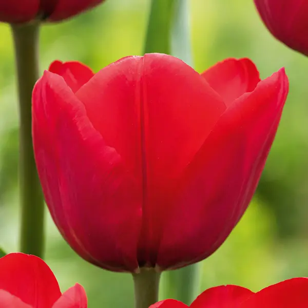 Tulip Ile De France – Pre-Order