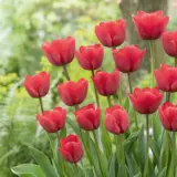 Tulip Ile De France Pktulidf 2026 - Garden Express Australia
