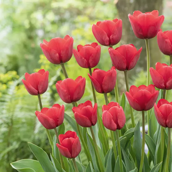 Tulip Ile De France – Pre-Order