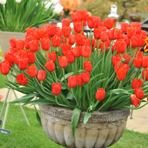 Planting Stock Tulip Red Planting Stock Tulip Red