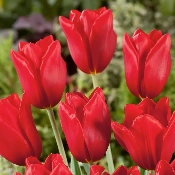 Tulip Kingsblood Tulip Kingsblood