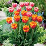 Tulip Margined Blend Pktulmbl 2018 - Garden Express Australia