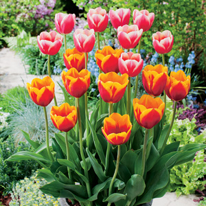 Tulip Margined Blend Tulip Margined Blend