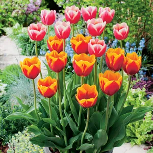 Tulip Margined Blend