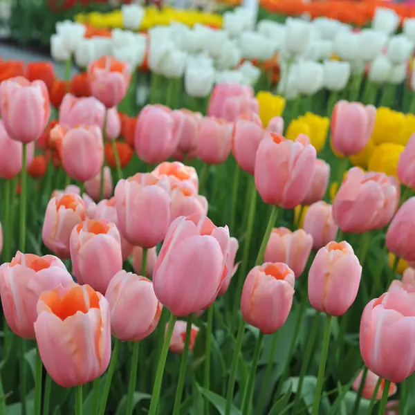 Tulip Menton