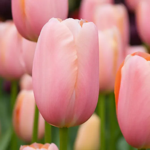 Tulip Menton