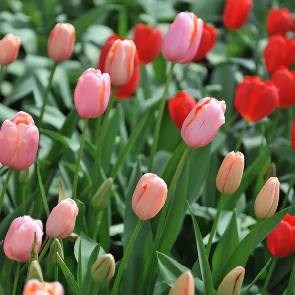 Tulip Menton