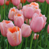 Tulip Menton Tulip Menton