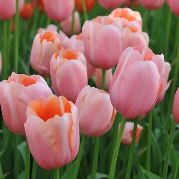 Tulip Menton