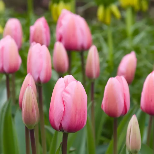 Tulip Pink Impression Tulip Pink Impression