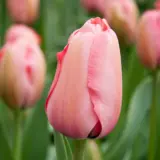 Tulip Pink Impression Tulip Pink Impression