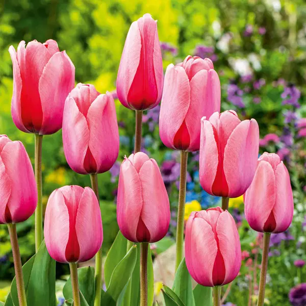 Tulip Pink Impression Tulip Pink Impression