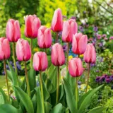 Tulip Pink Impression Tulip Pink Impression