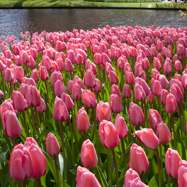 Tulip Pink Impression Tulip Pink Impression