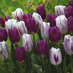 Tulip Purple & Flaming Flags