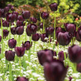 Tulip Queen Of The Night Tulip Queen Of The Night