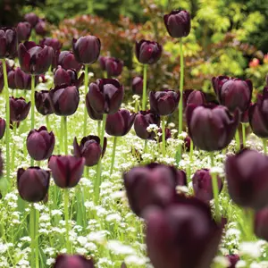 Tulip Queen Of The Night Tulip Queen Of The Night